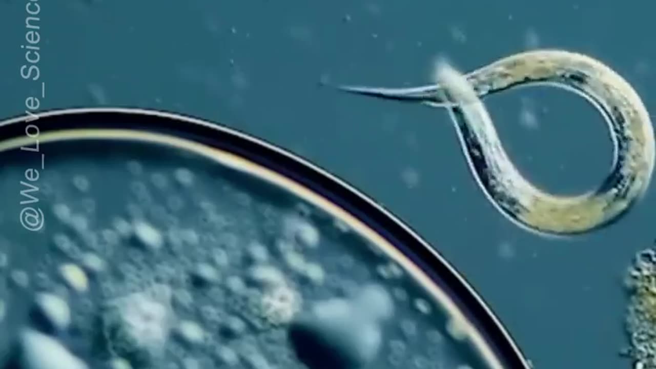 Meet the Nematodes: The Super Microscopic Animal