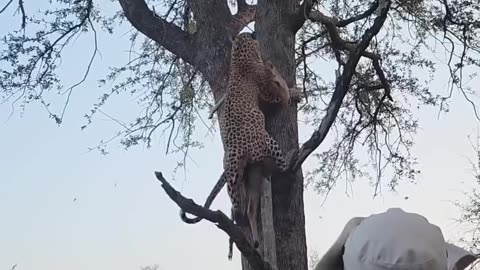 Brute strength 💪 🐆 The Maxim’s male hoists his impala kill before a hyena could steal it.