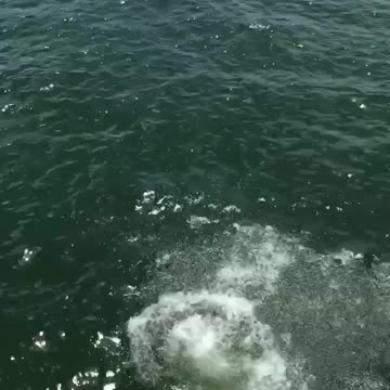 Daughter and granddaughter, jumping off a cliff in Austin, Texas 7/2019