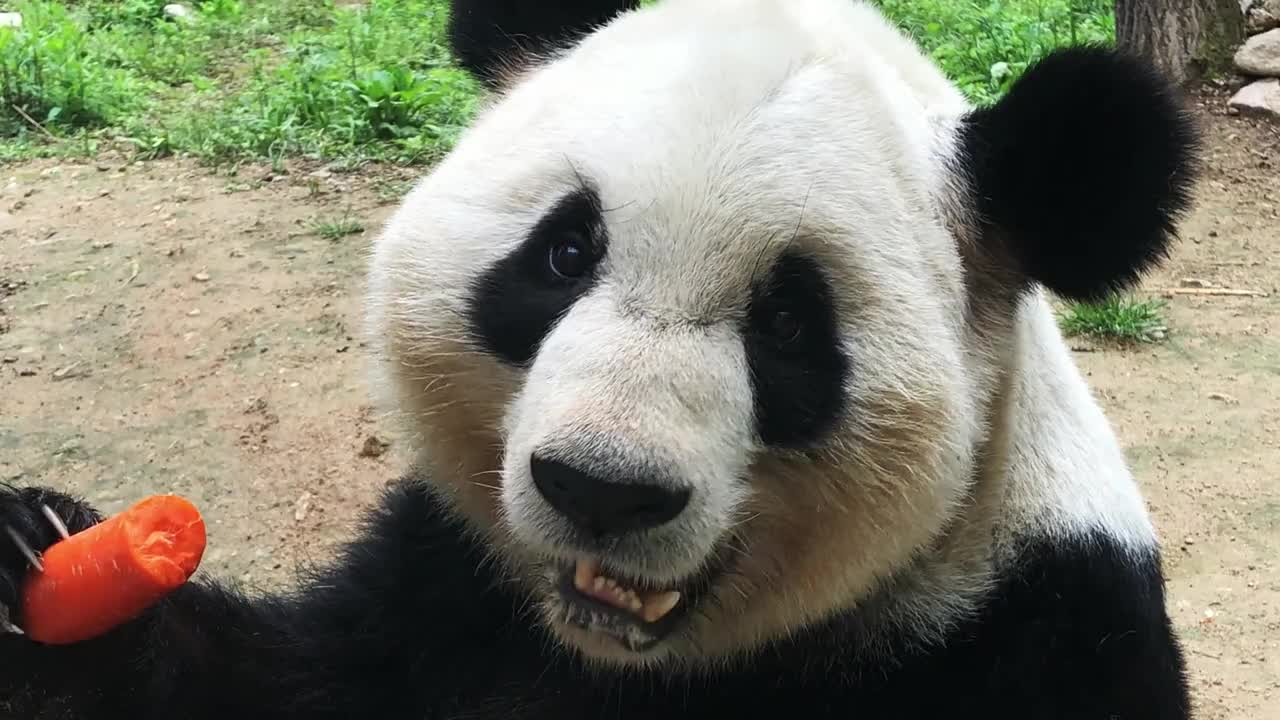 What's So Trendy About Panda Cute That Everyone Went Crazy Over It?