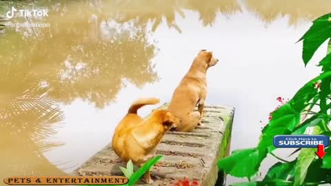 Very cute funny dogs,talented pets