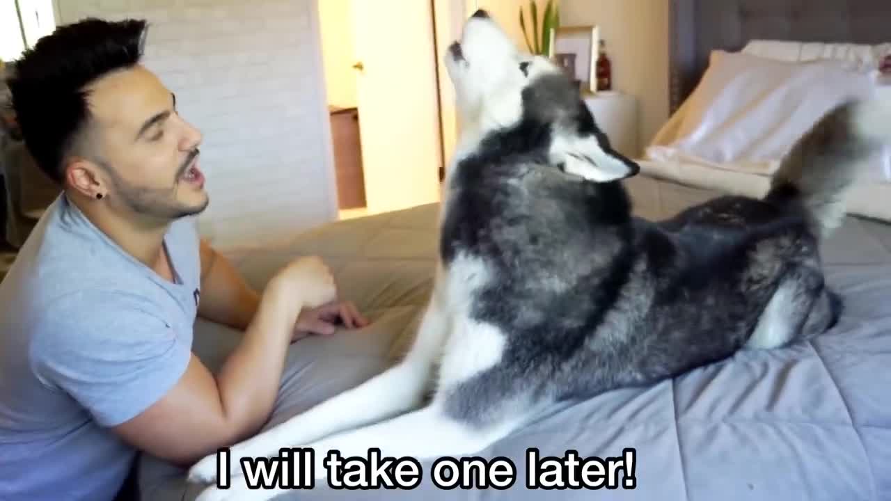 Prank with husky