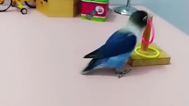 Amazing Parrot Videos _ Cut Baby Parrot 💜