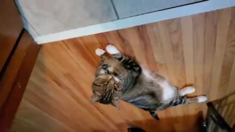 Cat and fox play under door crack