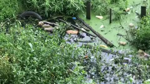 This is a beautiful and charming water-dwelling species