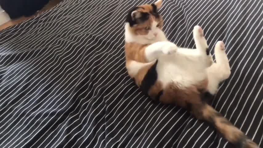 How fat a cat is so cute