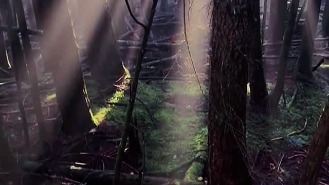 Follow the light