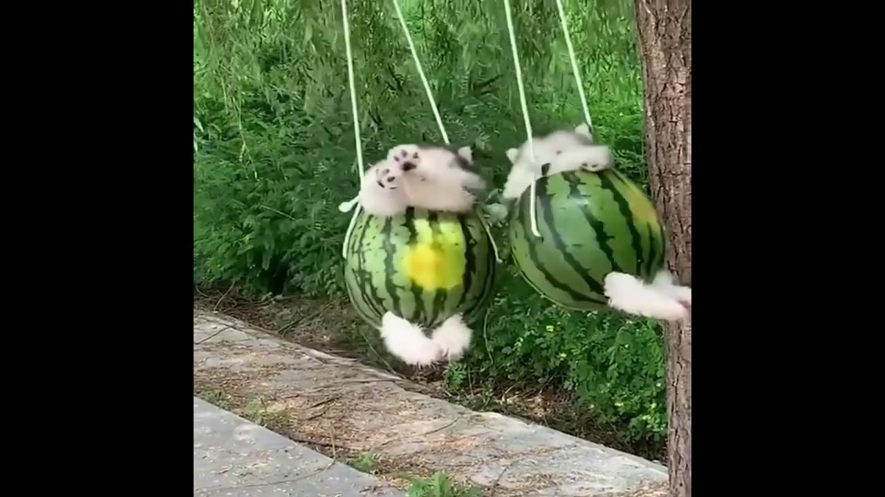 Funny animal video 2023 // Funniest dogs and dogs video