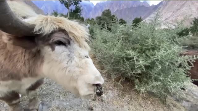 Yak king of the mountains
