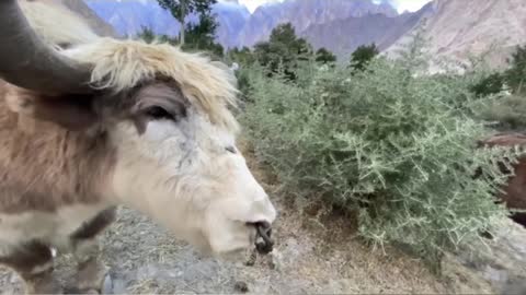 Yak king of the mountains