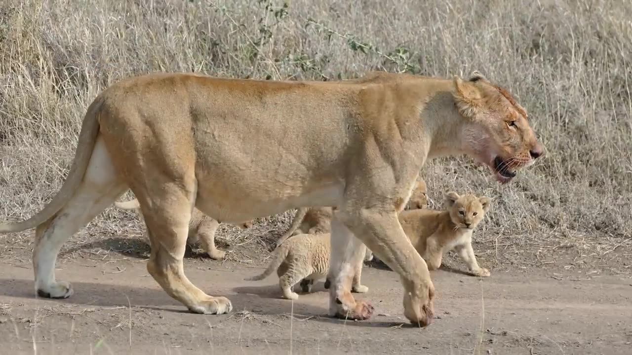 ORIGINAL AUDIO) ADORABLE! SIX LION CUBS