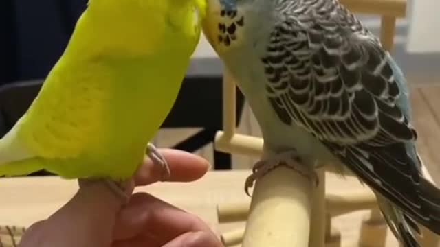 Parrot kiss, love birds