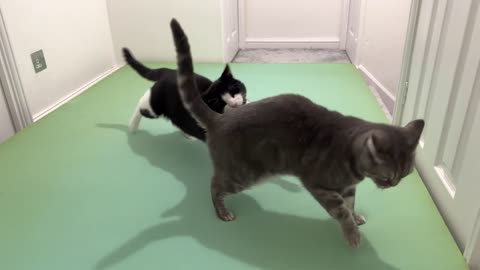 Cat Bites Other Cats Butt