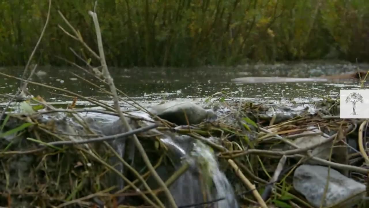 This Beaver Dam is So Huge, You Can See It from Space | Climate Heroes