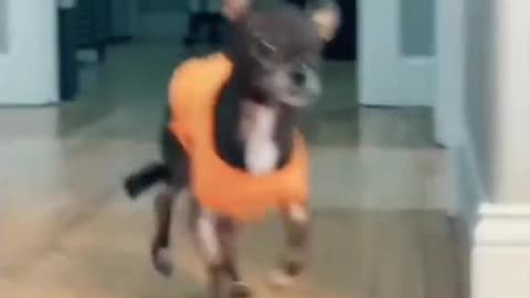 funky doggie