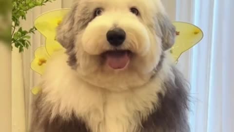 Captivating English Sheepdog: A Heartwarming Tale of Cuteness"