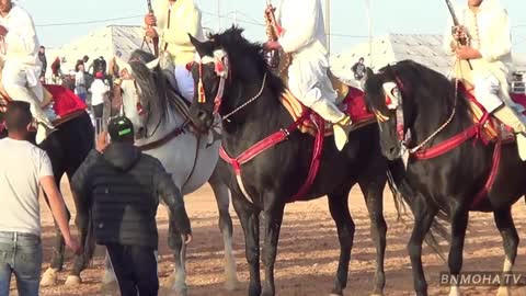 One of the most beautiful horses in the region of Morocco, and may God bless