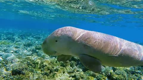 Avatar_ The Way of Water _ Keep Our Oceans Amazing