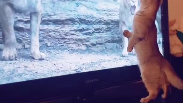 Watch the cat's reaction when he saw the lion Hahaha