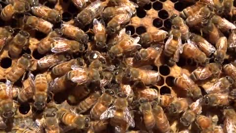 Honey Bee Queen Laying Eggs