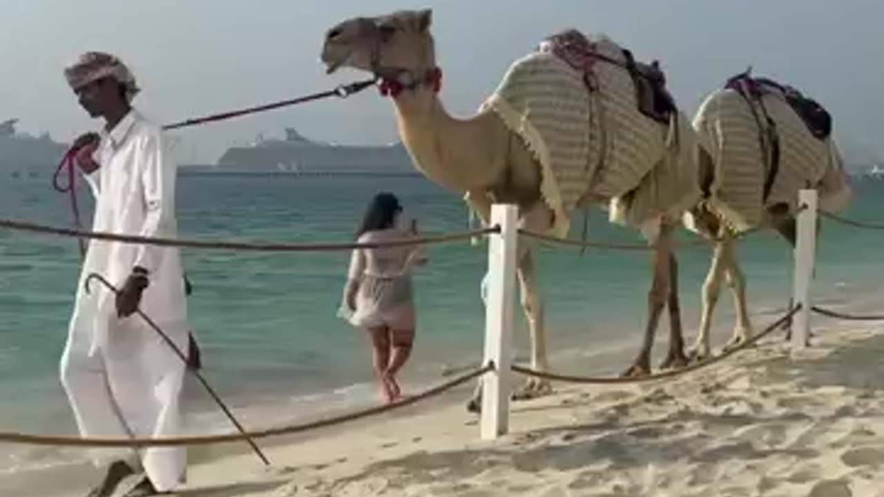 Camels_on_the_beach_in_Dubai_🐪🌴_#camel_#dubai