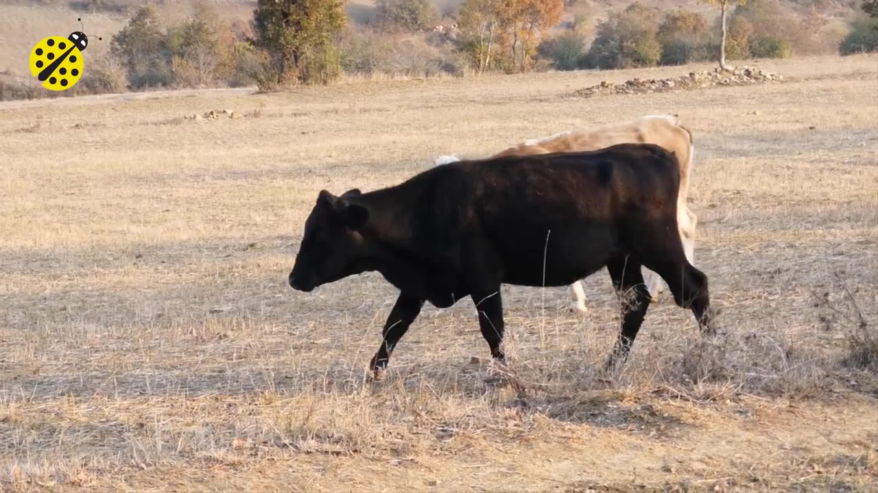 funny cow dance