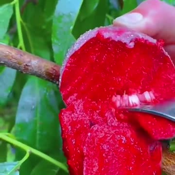 Fruit Picking and eating episode 1