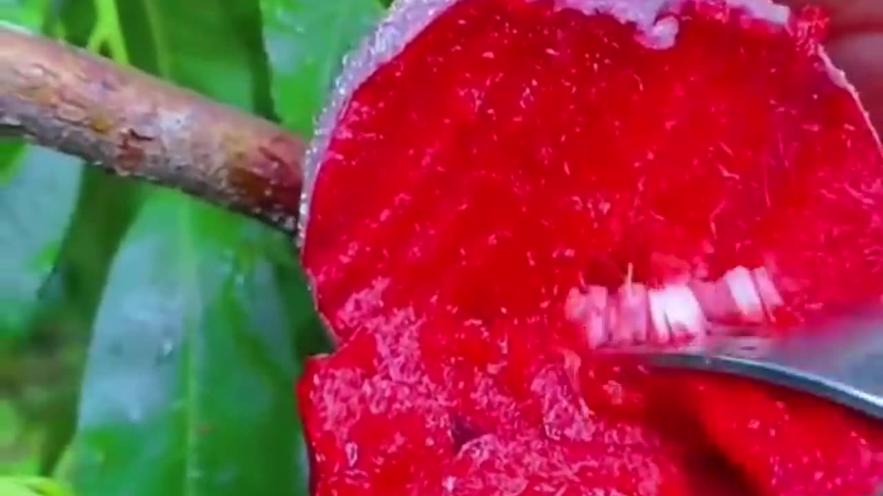 Fruit Picking and eating episode 1