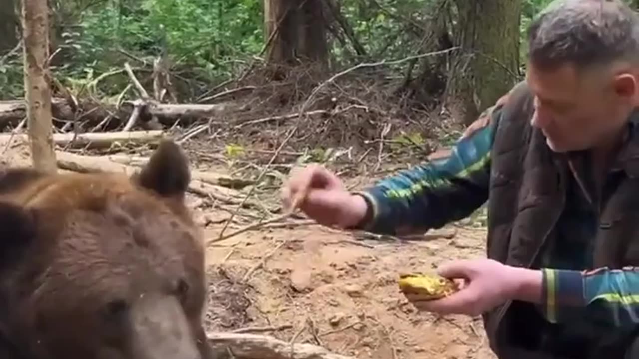 Grizzly Bear WONT Eat McDonalds Food☢️