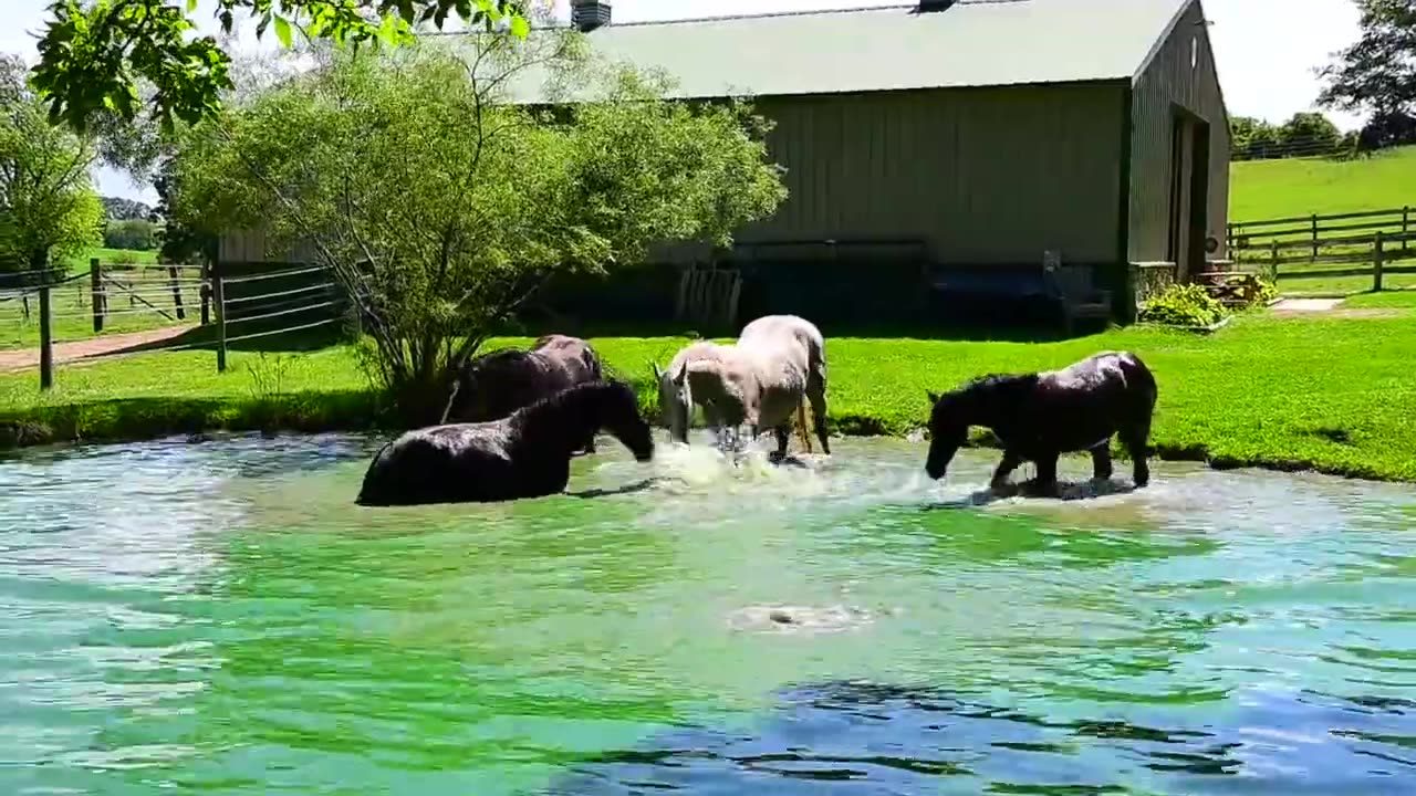 Beautiful horses splash and play in the pond