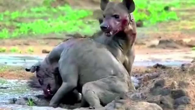 Hyenas fight directly