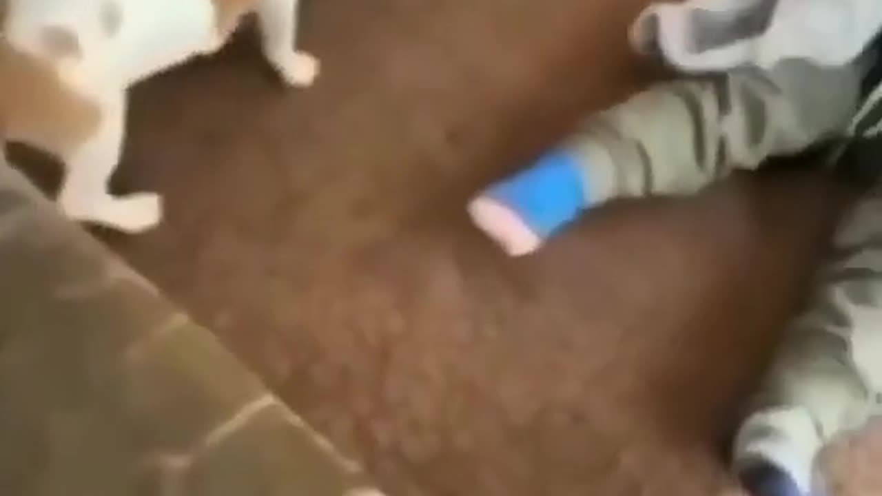 Cute video