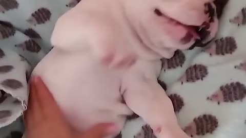 SuperCute Puppies