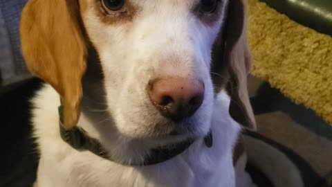 Christmas tree - Jeremiah 10: 3-4