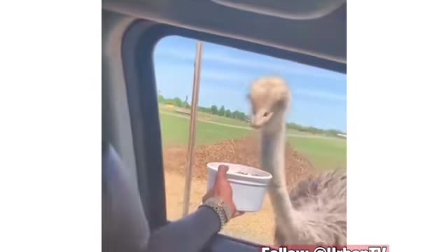 WAIT FOR THE END! FUNNY OSTRICH VIDEO