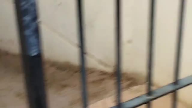 clever playful dog