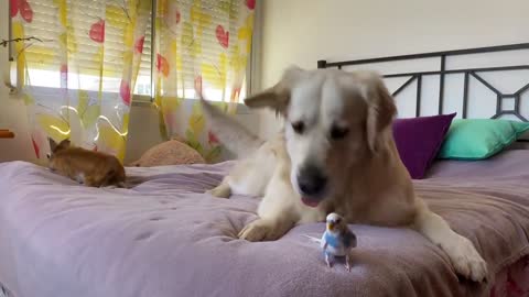 It is impossible to Believe! Dog, Rabbit and Budgie Together on my Bed