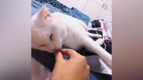 Funniest Animals 😂 New Funny Cats and Dogs 2023 🤣 Part 4
