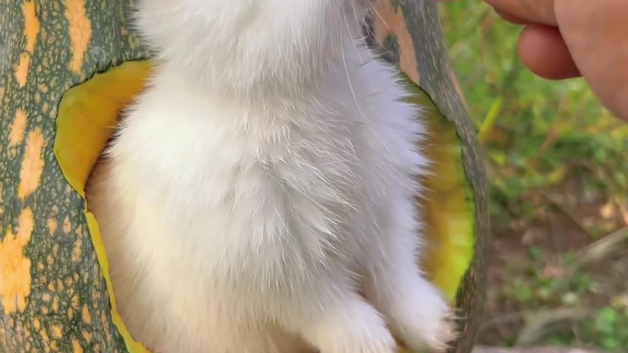 Bunny's Sweet Surprise: Pumpkin Munchies!