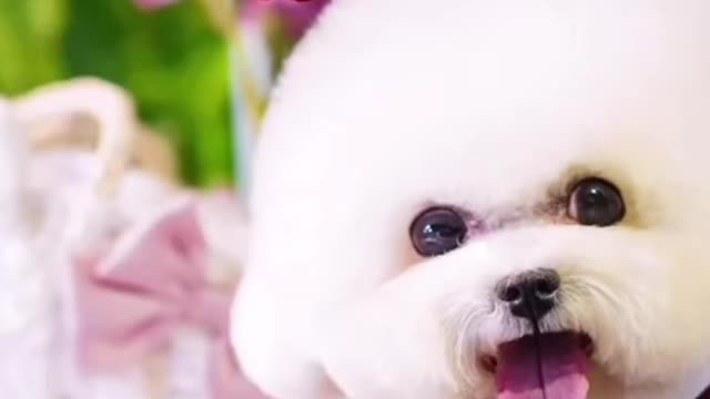 Baby puppy is getting a haircut again.