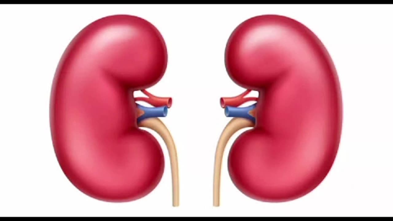 Kidneys