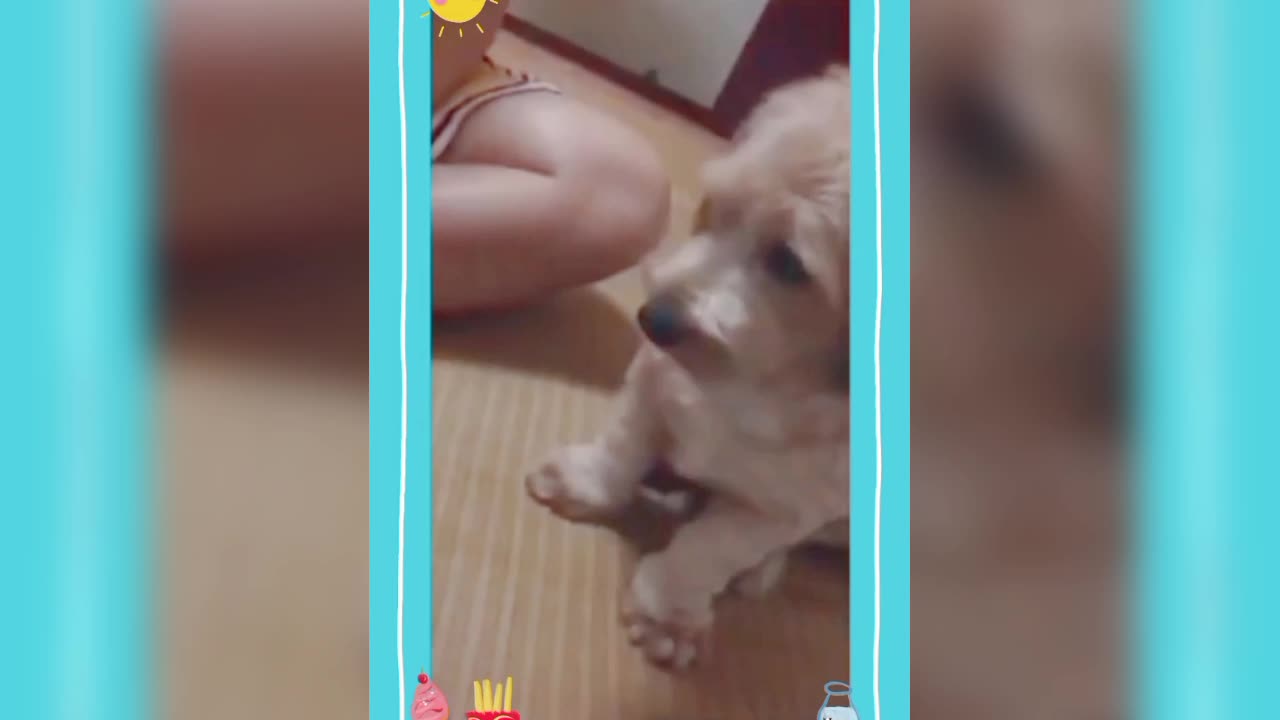 Funny dog 🐕🐕