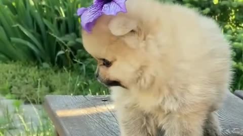 Cute baby dog