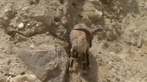 Mountain Goat Tossing Snow Leopard Falls Down From Cliff To Escape - Even The Mighty Can Falter-6