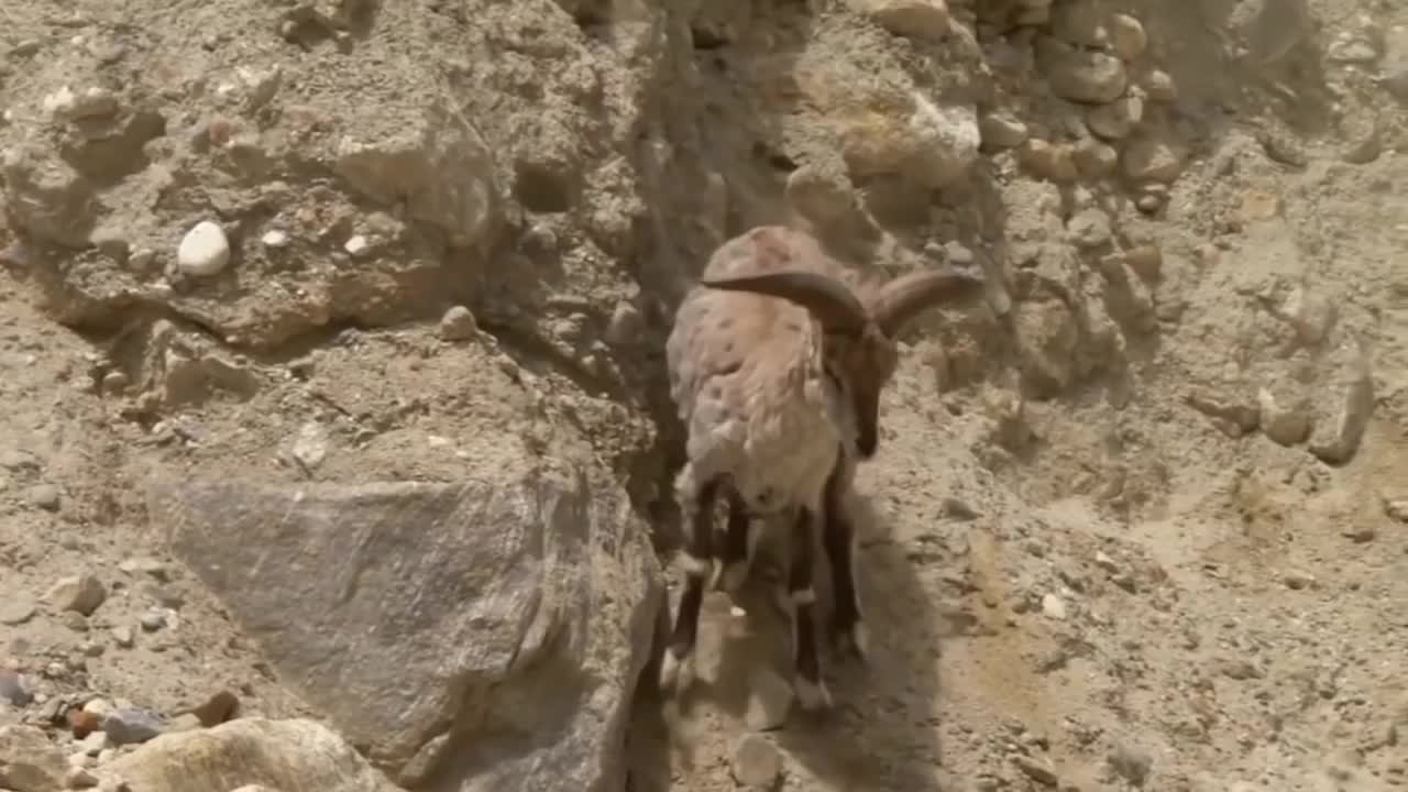 Mountain Goat Tossing Snow Leopard Falls Down From Cliff To Escape - Even The Mighty Can Falter-6