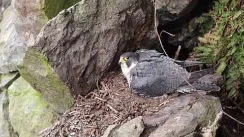 The Brutal Hawk Rips Wild Animals| Summary Of Hawk's Most Terrifying Attacks With Wild Animals