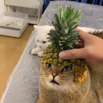 cat lover,funny video, viral,cute cat,