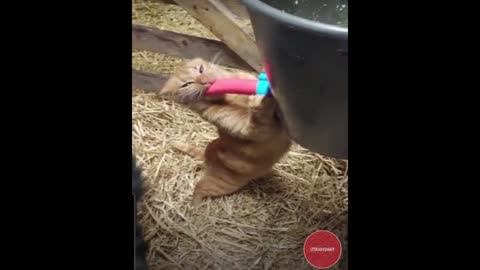 Funny Cats 3