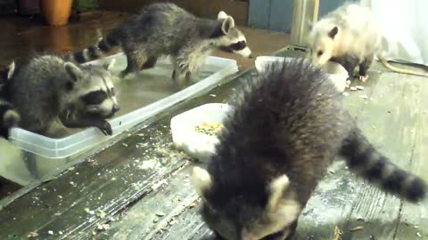 raccoons eat with their families