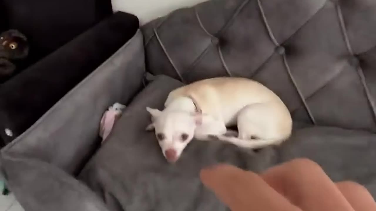 Doing Kuchi Kuchi to my chihuahuas𤣠#funny #viral #fyp #viralvideo